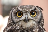 Procrastinating Owl Pulls Epic All-Dayer