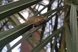 The Cicada in My Yard