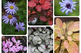 My Little Garden 2nd Nov 2024