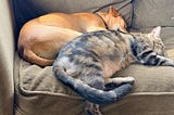 The Tail Wagging the Dog, to the Dog’s Detriment