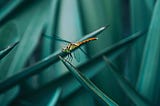 A Light Hailstorm of Dragonflies