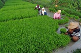 5 Way to Involve in Agriculture Sector in Indonesia