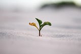 #37 : On ‘Growth’ as a Verb