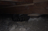 Crawl Space Encapsulation Real-World Energy Savings