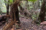 A narrow, barely visible trail winding through a dense forest with ferns and overhanging trees.