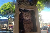 A framed photo of KitKat, a brown tabby cat with green eyes and a purple collar, is attached to a tree trunk and surrounded by small sprigs of white flowers. The street scene behind him shows parked cars, storefronts, and leafy trees in the sunlight, creating a quiet, reverent atmosphere at his memorial.