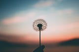 A dandelion in the sunset with a sense of peace.