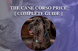 The Cane Corso Price [ Complete Guide ]