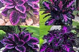 Beautiful Plant Goeppertia warszewiczii: Couture Flower for Indoor or Outdoor Spaces