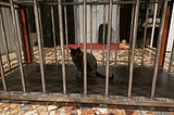 Cat inside a cage.