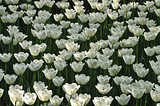 White Tulip Forest, China