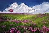 Green meadow with pink flowers and a pink tree against snow-covered white mountains against a blue sky