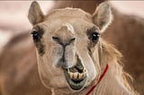 Botox and the smile of a camel