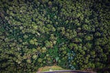 Activists Occupy Tasmania’s Forest