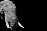 A black and white image of an African elephant’s head