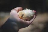 baby chick in hand, Photo by <a href=”https://unsplash.com/@ramiro250?utm_source=unsplash&utm_medium=referral&utm_content=creditCopyText">Ramiro Martinez</a> on <a href=”https://unsplash.com/s/photos/baby-chicken-in-hand?utm_source=unsplash&utm_medium=referral&utm_content=creditCopyText">Unsplash</a>