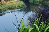 As I stand at one of the many bends in slow moving Ōpāwaho Awa in bare feet on slightly damp grass…