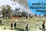 The Fate of the American Passenger Pigeon