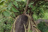 Roots