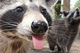 Raccoon attacks and bad weather: 5 disruptions to the telco industry around the world