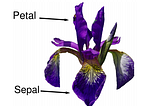 kNN algorithm for beginners- Building Iris species prediction model