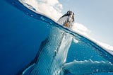 A photo of whale coming to the surface to breathe