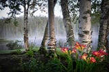 landscape of birch trees, red and yellow lilies in the foreground and a waterway in the background with mist coming up. Who Knew That a Tree Can Be A Delightful Anti-Inflammatory? by Nancy Blackman. herbal health