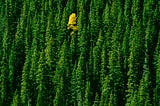 Single yellow tree in a green forest