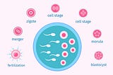 Embryonic Stem Cells and creating artificial gamets and embryo’s.