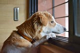 What is Dog Separation Anxiety?