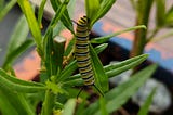 Monarch butterfly caterpillar on swan plant.