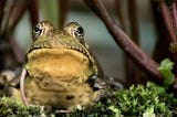 A bullfrog sitting in the reeds