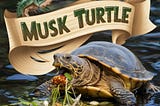 What Do Musk Turtle Eat?