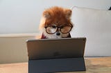 Cute dog with glasses working on a tablet