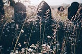 Queen Ann’s lace, Clover… and well, a bunch of other weeds