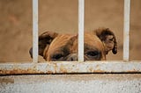 Light brown dog behind a rusted cage with only upper face showing