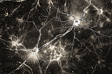 Does the Amyloid Model of Alzheimer’s Disease Still Make Sense? My Journey to Resolve the Gaps