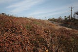 The Haunted Beauty of New England