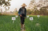 As Agrochemical Prices Surge, Myanmar Farmers are Turning to Organic Alternatives