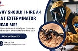 best ant exterminator near me