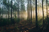 Misty woods path