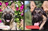 Why Elite Families Are Choosing Protection Dogs for Security