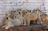 Blood Lions