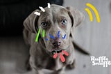 What Do Dogs Sense? A Look at How Dogs Use Their Senses to Navigate the World