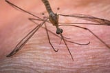 West Nile Virus | Symptoms, Diagnosis, and Global Outbreaks