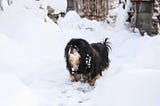 How To Keep Your Dog Healthy Despite Cold Weather
