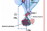 Regulation Of Circulating Prolactin Concentration and Lactogenesis