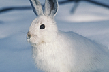 white rabbit