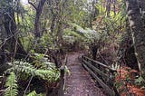 A narrow footbridge leads into a lush New Zealand forest, surrounded by dense ferns, tree trunks, and tangled vines. The path is damp with scattered leaves, curving gently into the greenery under a canopy of misty, filtered light. The scene feels quiet, wild, and inviting — like a journey into the unknown.