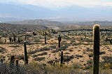 Lesson From the Cactus: How to Become More Resilient